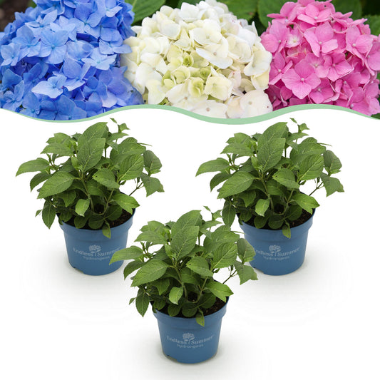 🌸 Hydrangea Endless Summer Mix | Blauw – Roze – Wit (3 Stuks)