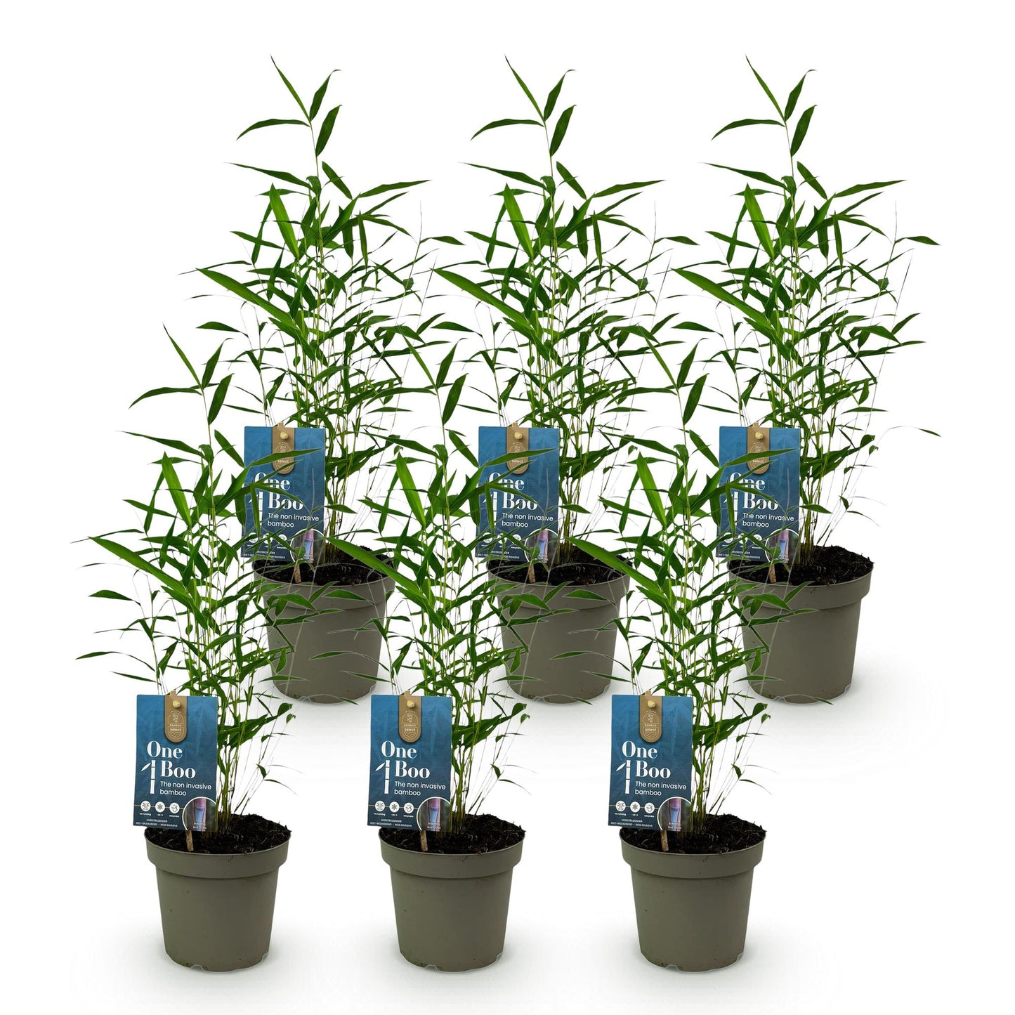 🌿 Bamboe ‘Fargesia Blue Dragon’ – Niet Woekerende Bamboe