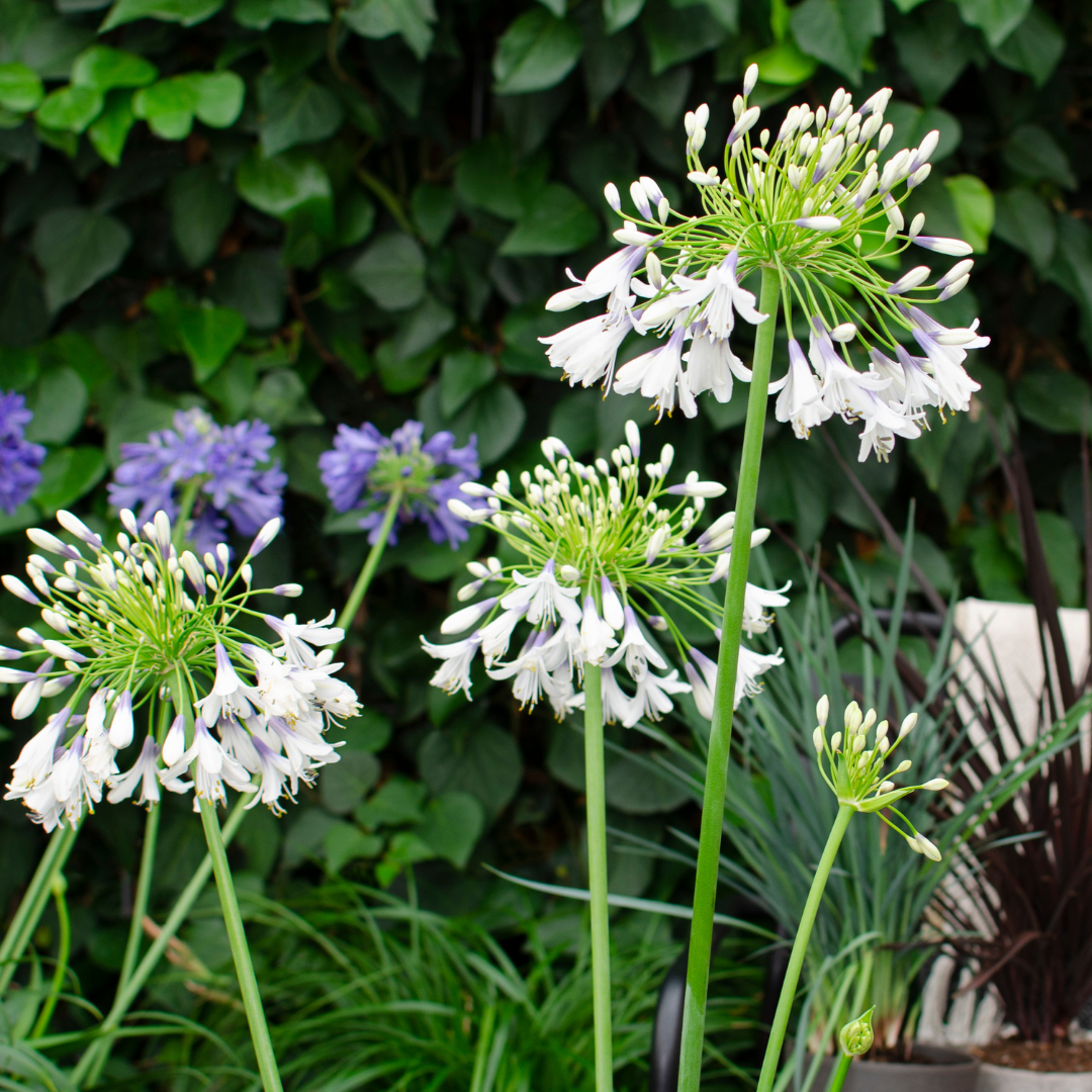 🌿 Agapanthus 'Fireworks' – Spectaculaire Afrikaanse Lelie