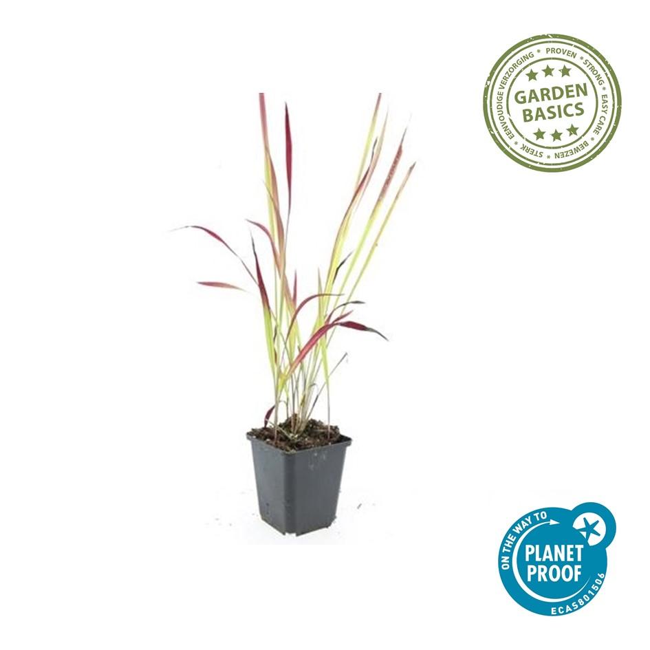 🌾 Imperata cylindrica ‘Red Baron’ | Japans Bloedgras (60 Stuks)