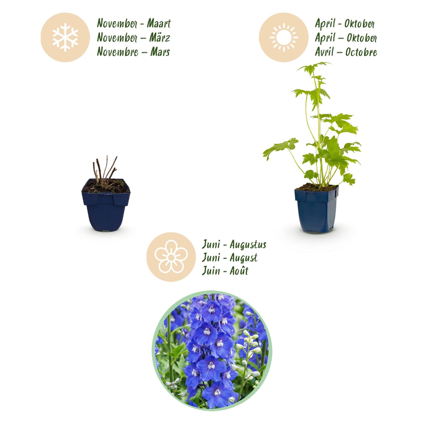 🌿 Delphinium (Pacific) 'Blue Bird' – Blauwe Ridderspoor | 3 stuks