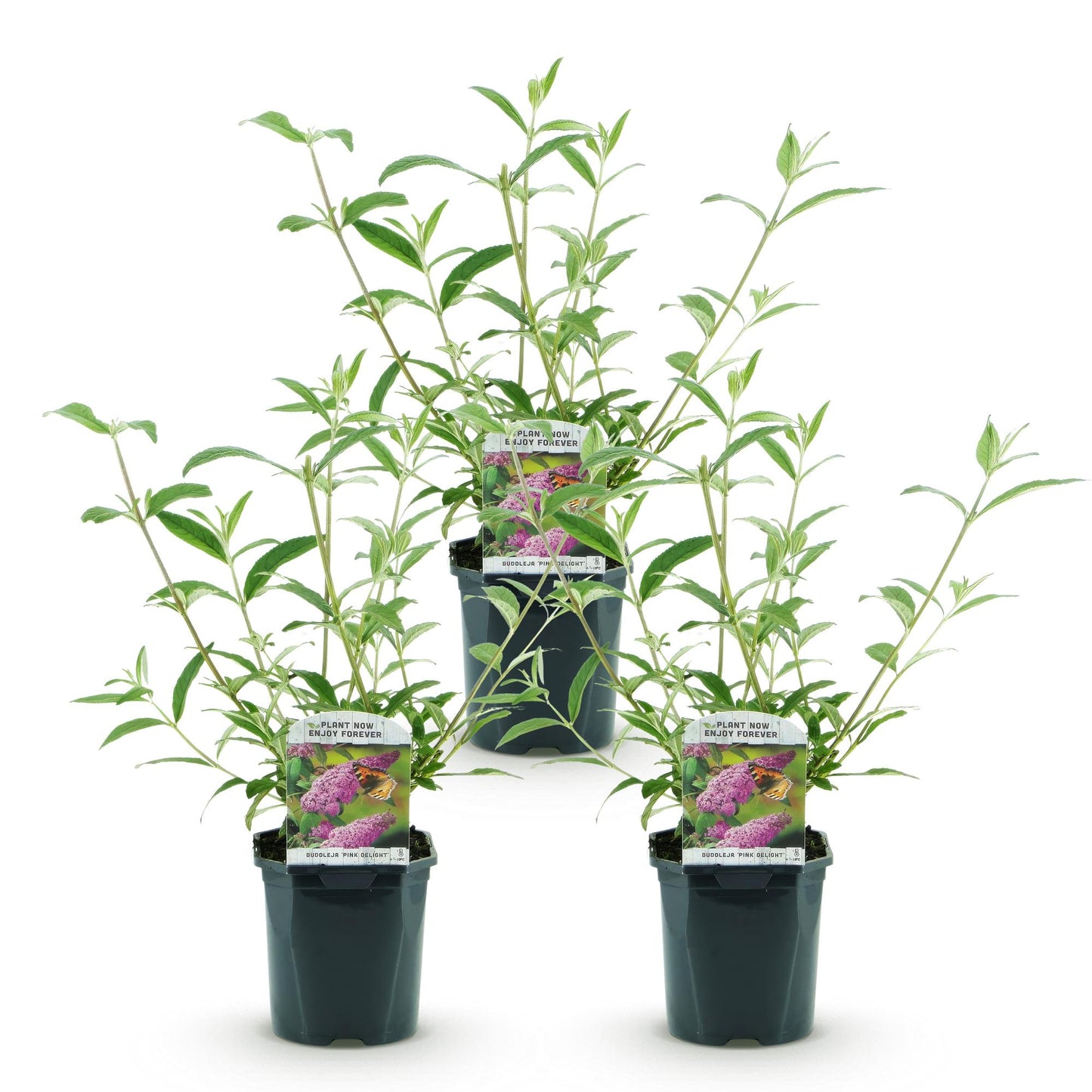 🦋 Buddleja davidii ‘Pink Delight’ – Roze Vlinderstruik | (3 stuks)