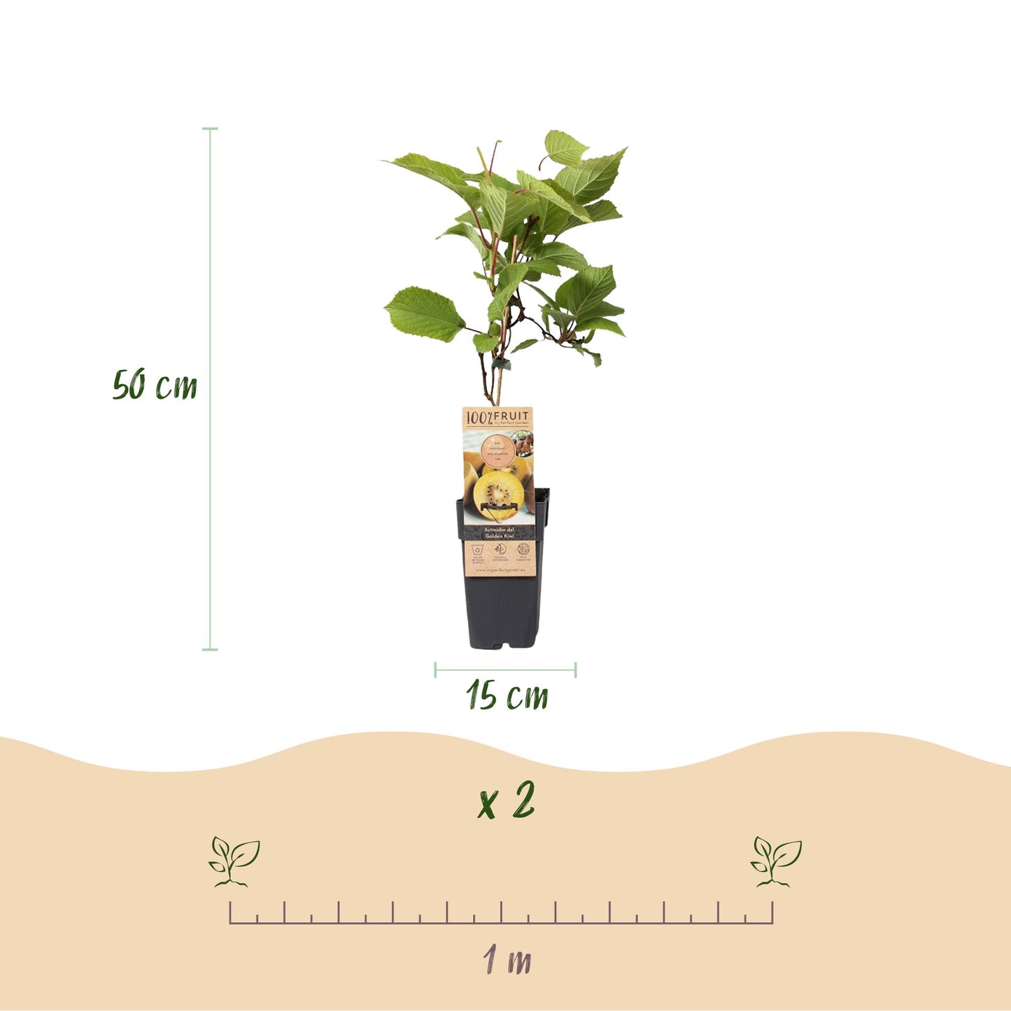 🥝 Actinidia deliciosa ‘Jenny’ & Golden Kiwi – Kiwi Planten (2 Stuks)