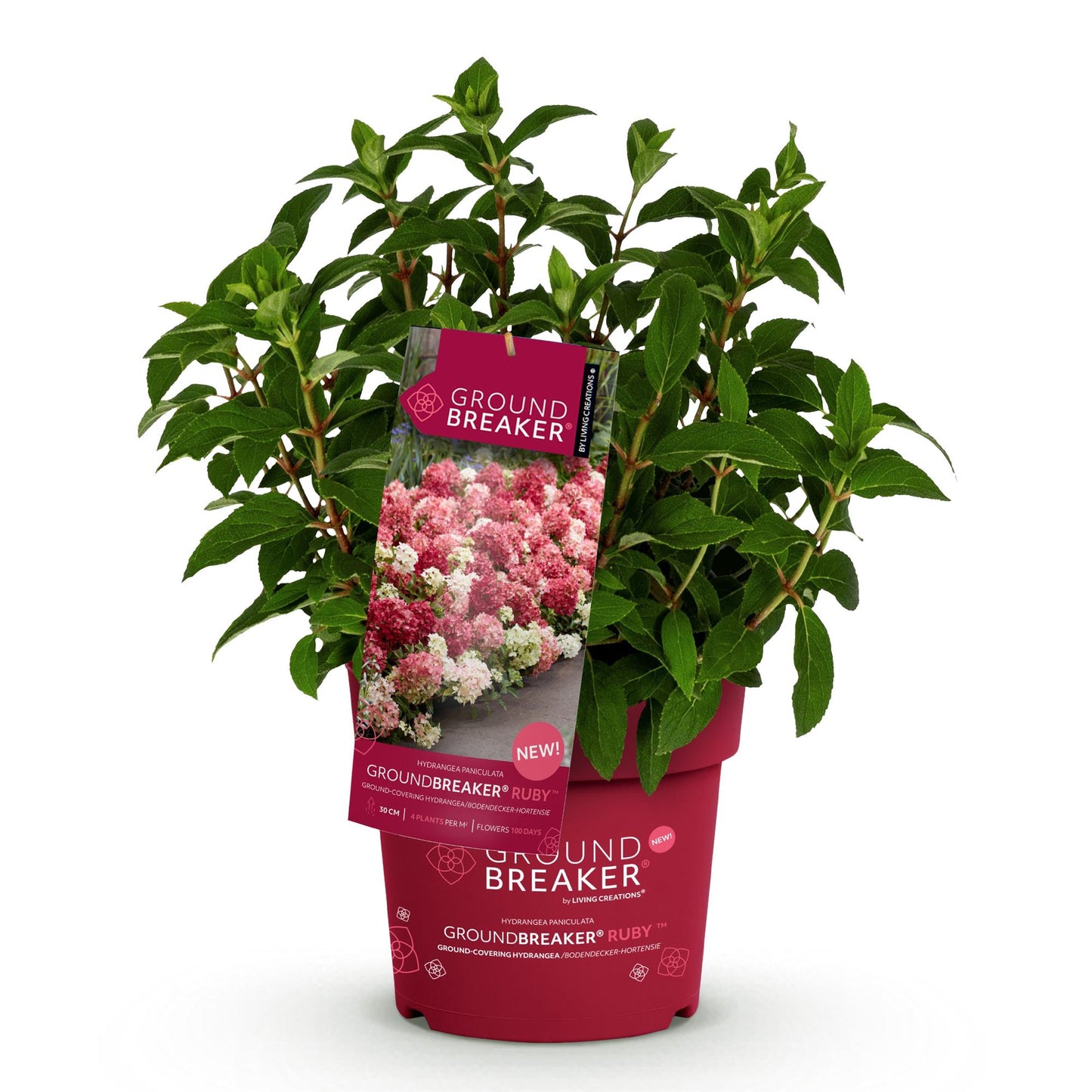 🌸 Hydrangea Groundbreaker Ruby | Pluimhortensia