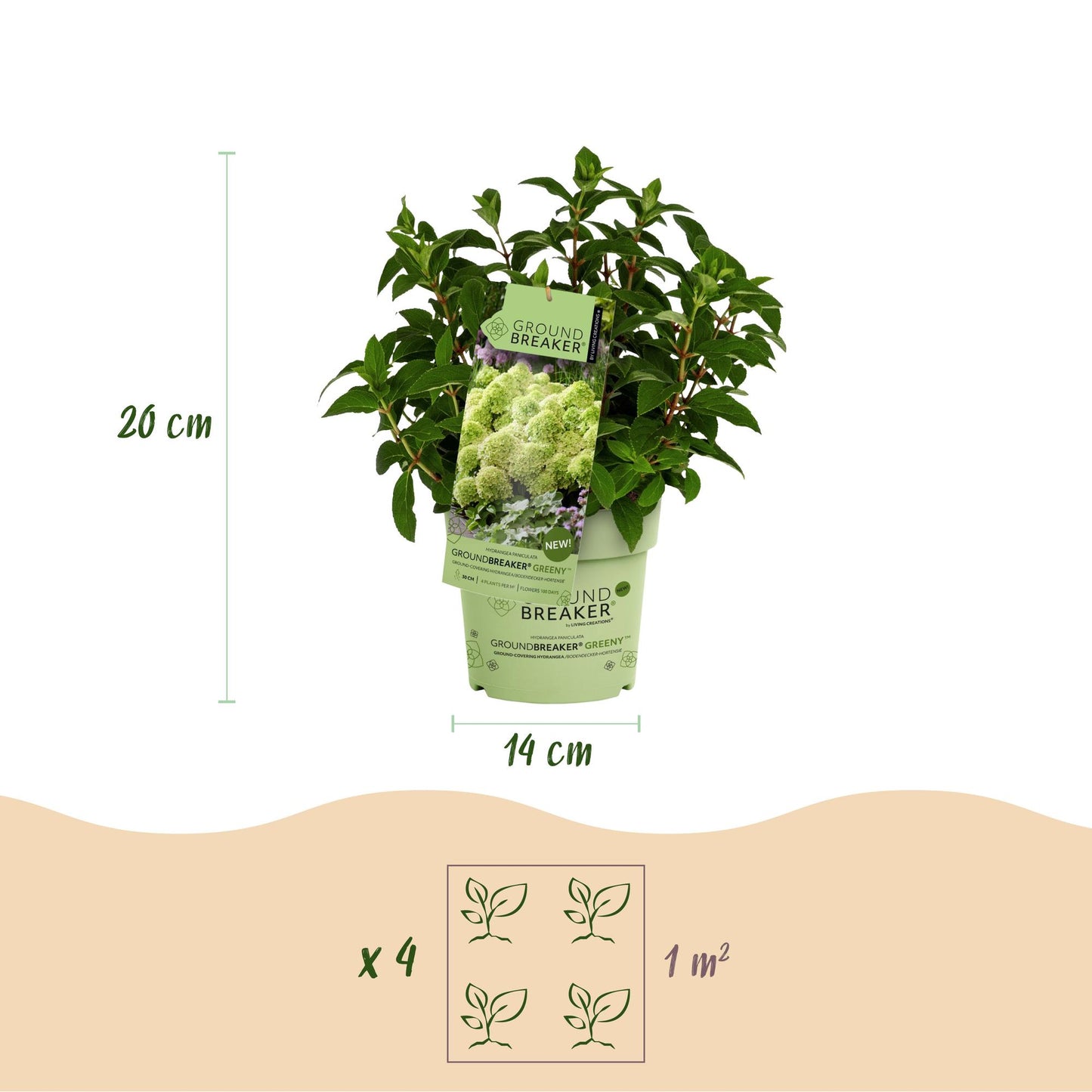 🌸 Hydrangea paniculata ‘Groundbreaker® Greeny’ | Pluimhortensia (2 Stuks)
