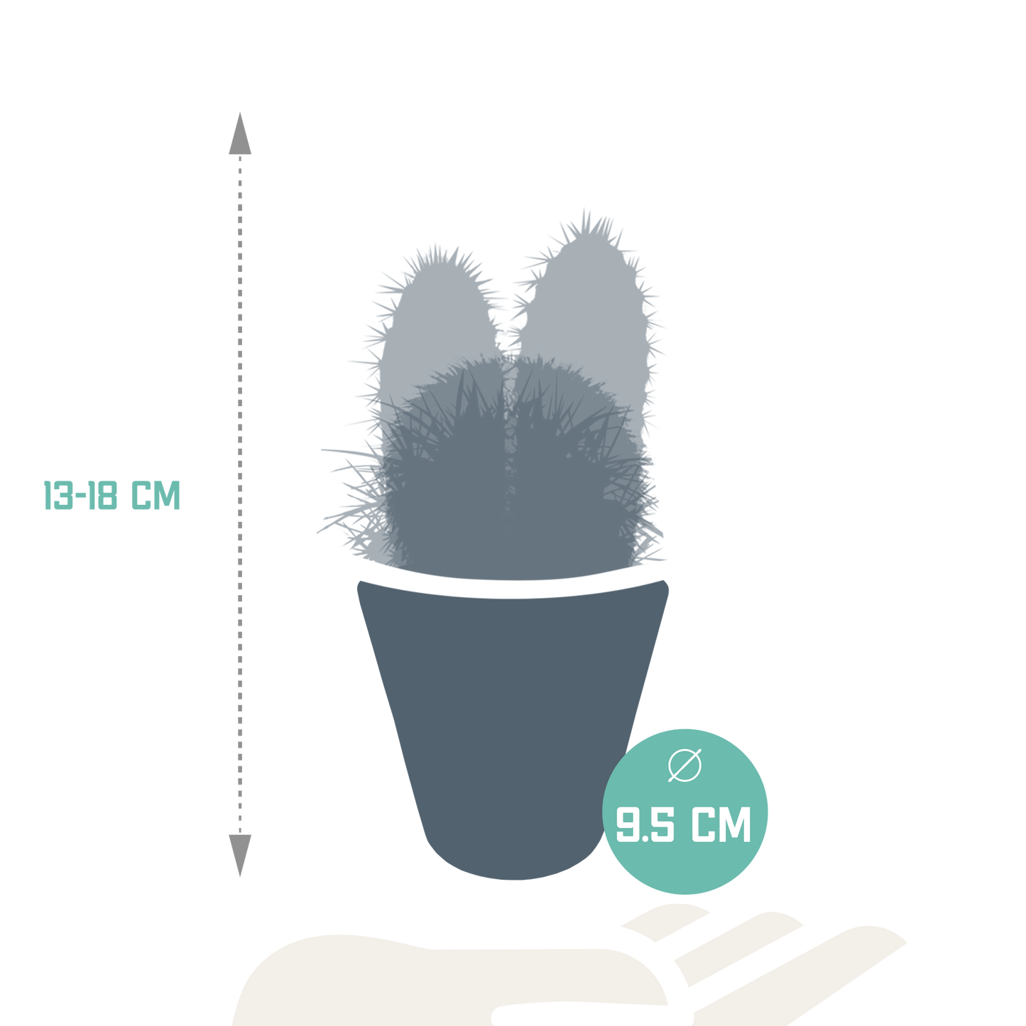 🌵 Cactus Mix –in Witte Pot (3 stuks)