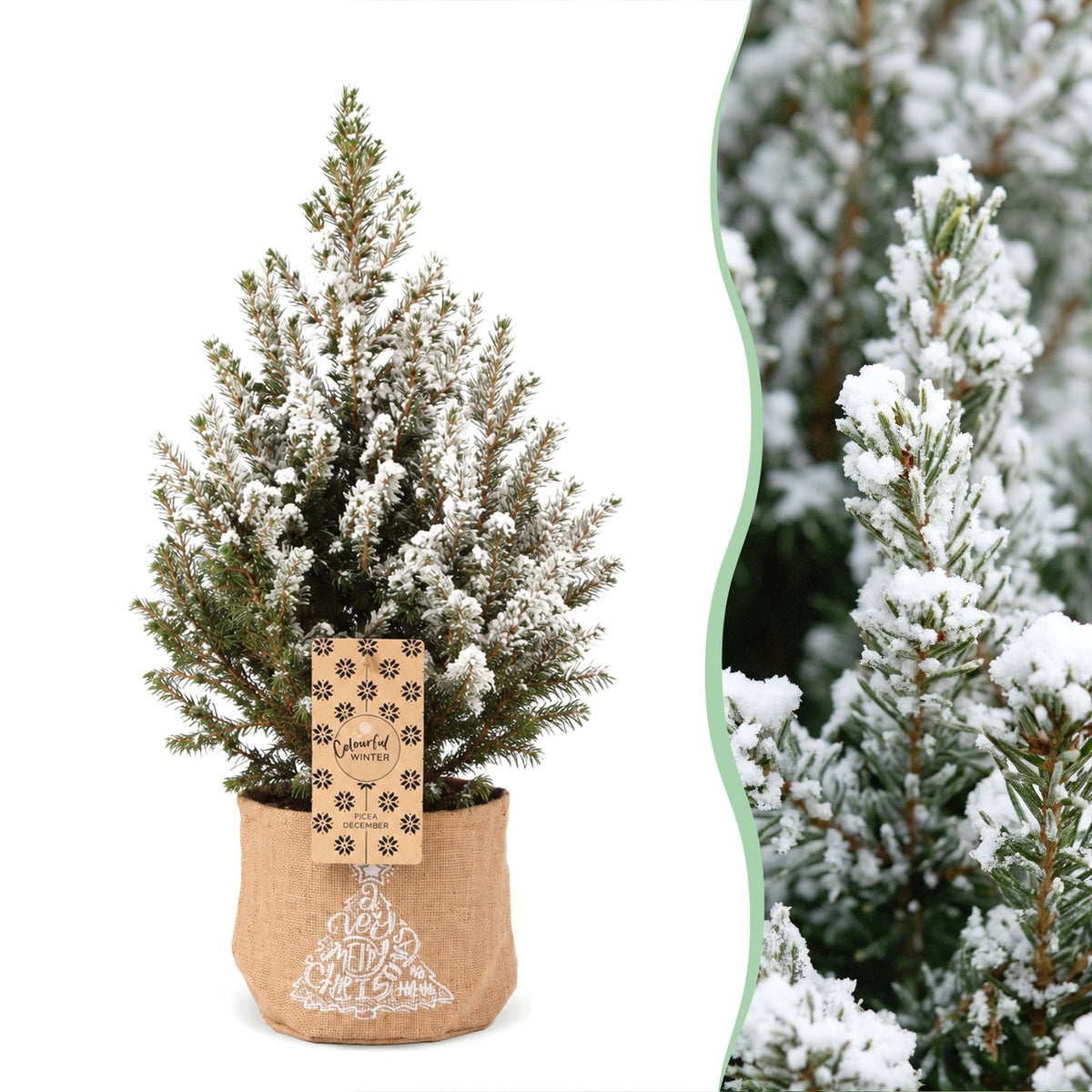 🎄 Picea glauca ‘Conica’ – Kegelspar met witte winteraccenten en jute zak