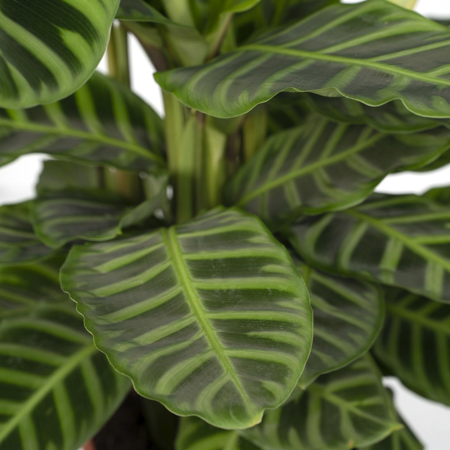 🌿 Calathea Zebrina | Grote Pauwenplant