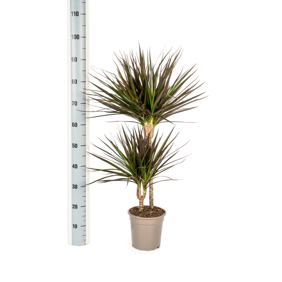 🌿Dracaena Marginata ‘Magenta’