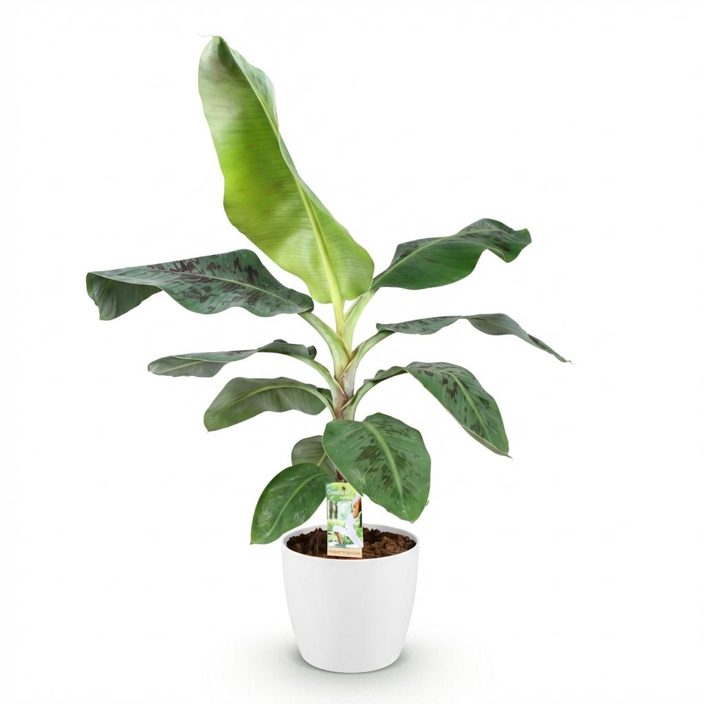 🌿 Musa Dwarf Cavendish | Bananenplant met Witte Pot