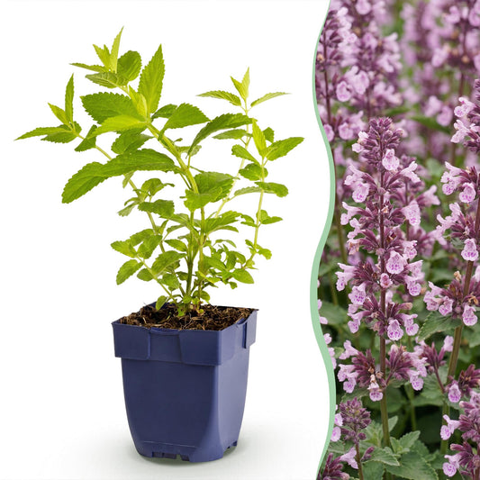 🌿 Nepeta sibirica 'Wild Orchid' – Roze Kattenkruid | 3 stuks