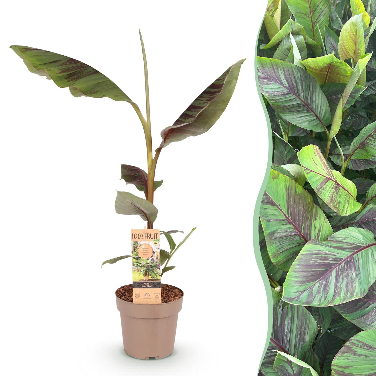 🌴 Musa ‘Ever Red’ – Japanse Vezelbanaan | Exotische Bananenplant
