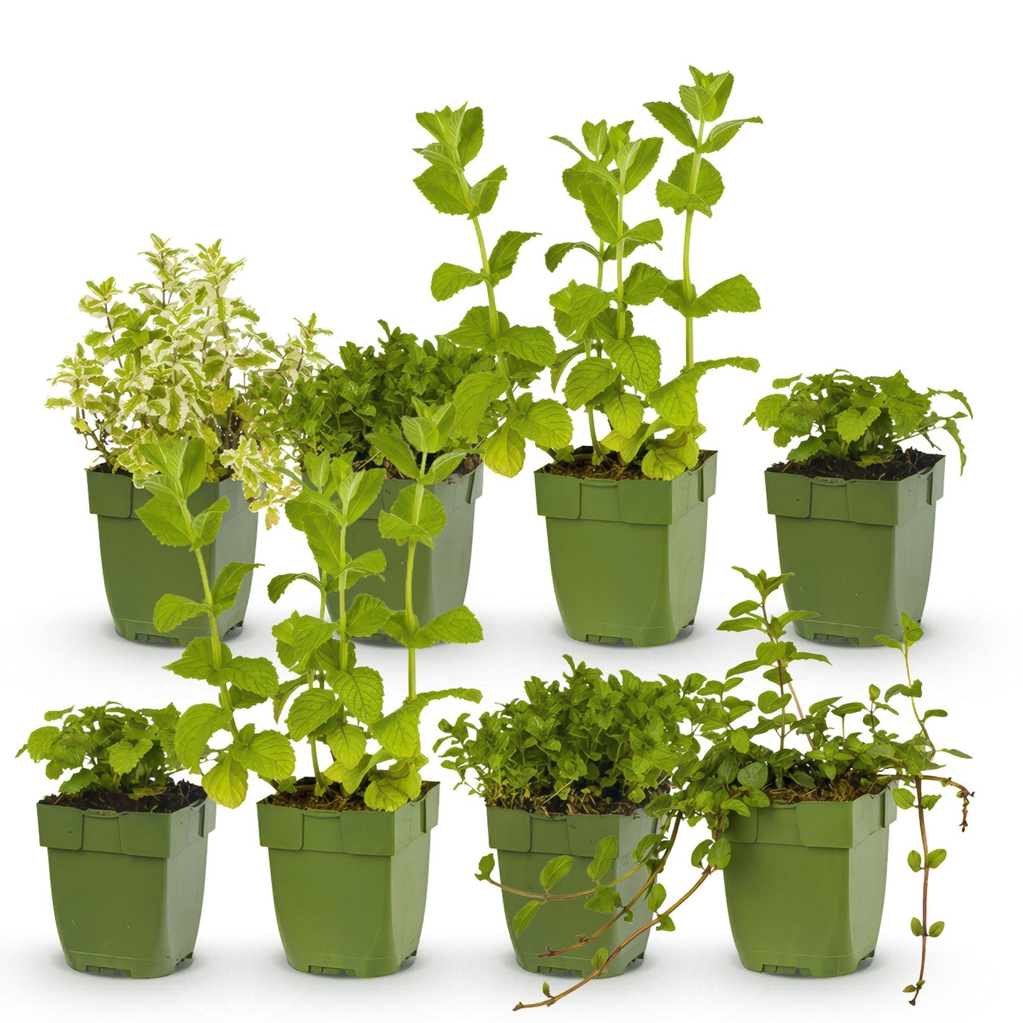 🌿 Borderpakket Thee Kruiden (8 Stuks) – Geschikt voor 1 m²