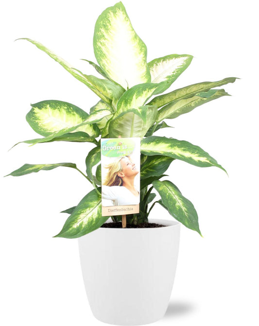 🌿 Dieffenbachia Camilla met Witte Brussels Pot