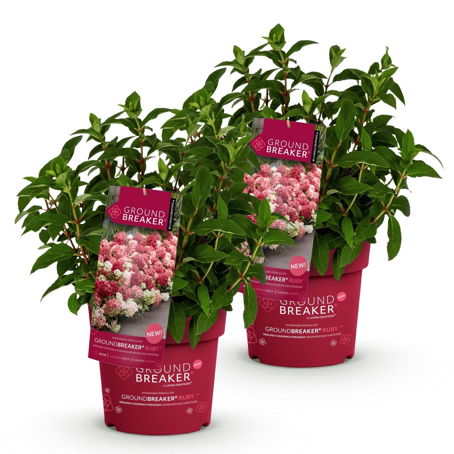 Hydrangea panniculata Groundbreaker Ruby - Pluimhortensia - (2 stuks}