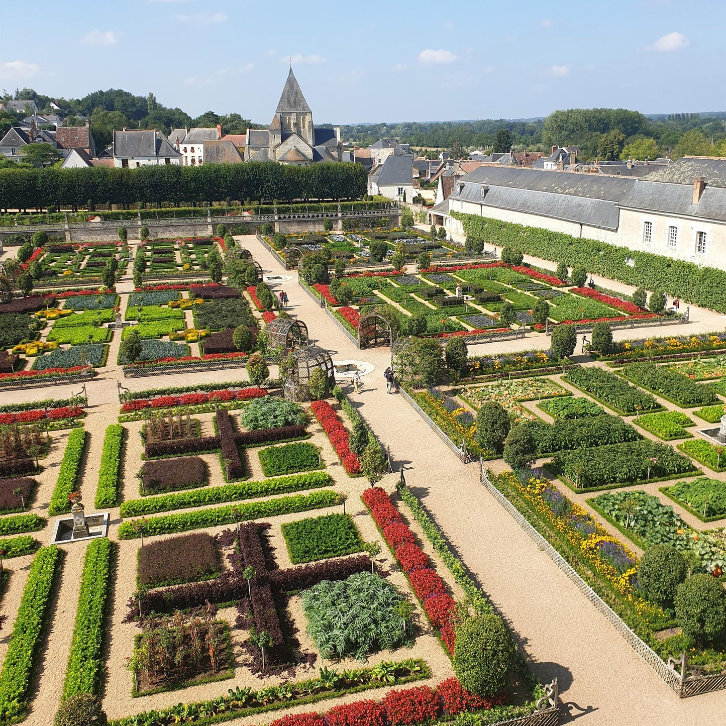 🌿 BetterBuxus Babylon Beauty | Buxus Haag (12 Planten)