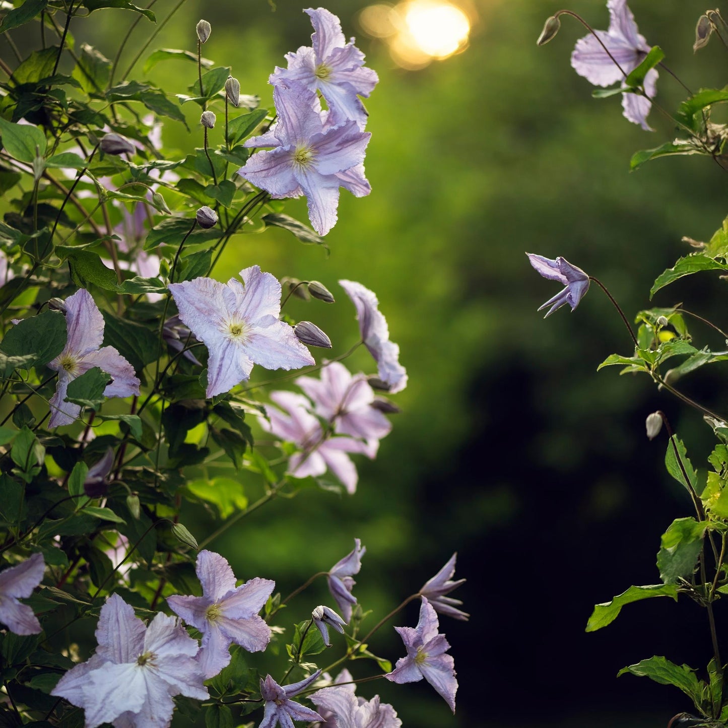 💙 Clematis ‘Blue Angel’ – Klimplant (2 Stuks)