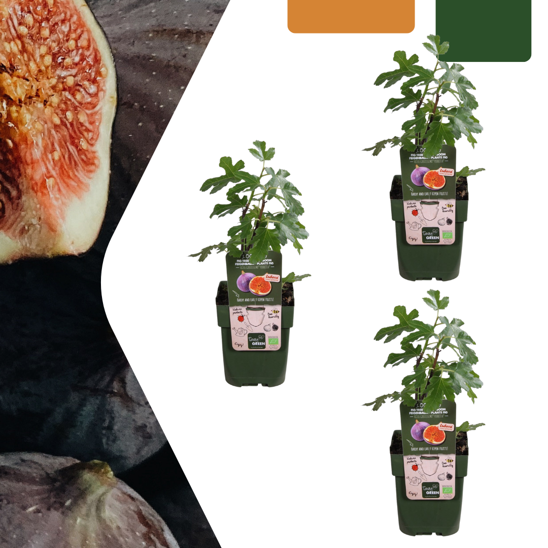 🌿 Ficus carica – Biologische Vijgenboom (3 stuks)