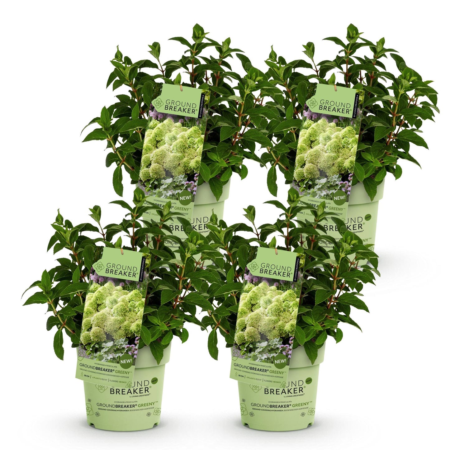 🌸 Hydrangea paniculata ‘Groundbreaker® Greeny’ | Pluimhortensia (4 Stuks)