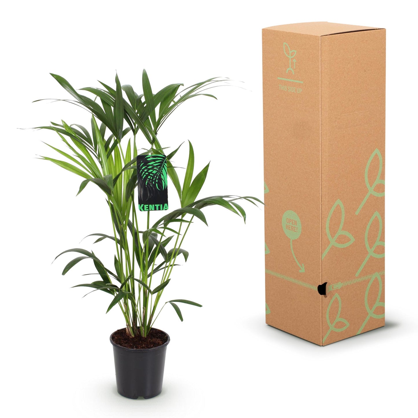 🌴 Howea forsteriana – Kentia Palm voor een Elegant Interieur