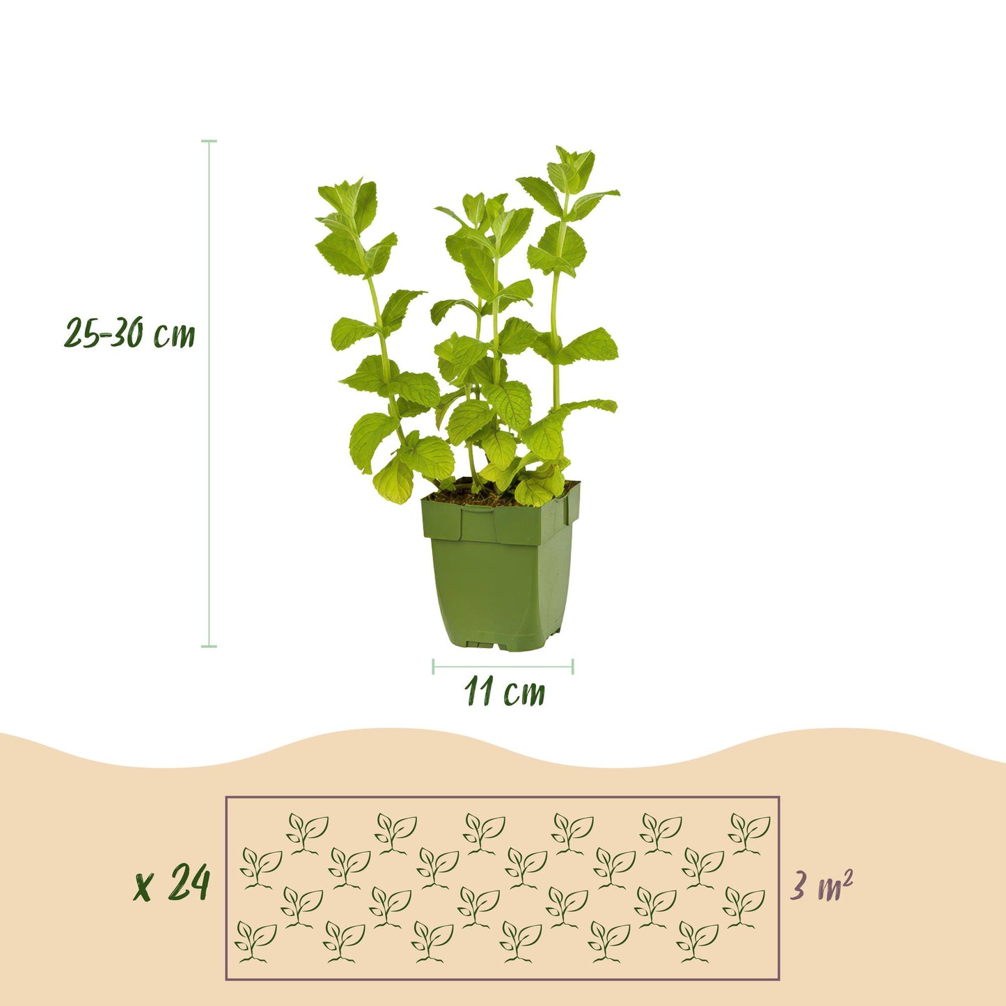 🌿 Borderpakket Thee Kruiden (24 Stuks) – Geschikt voor 3 m²