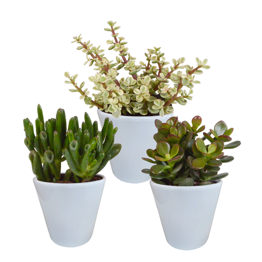 🌵 Crassula Mix in witte pot (3 stuks)