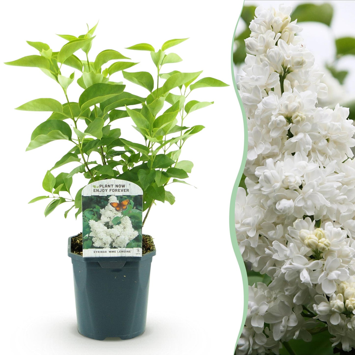 🤍 Syringa vulgaris ‘Mme Lemoine’ – Witte Sering