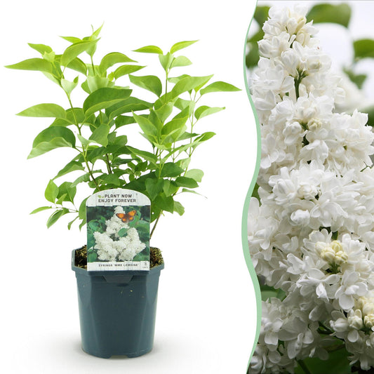 🤍 Syringa vulgaris ‘Mme Lemoine’ – Witte Sering