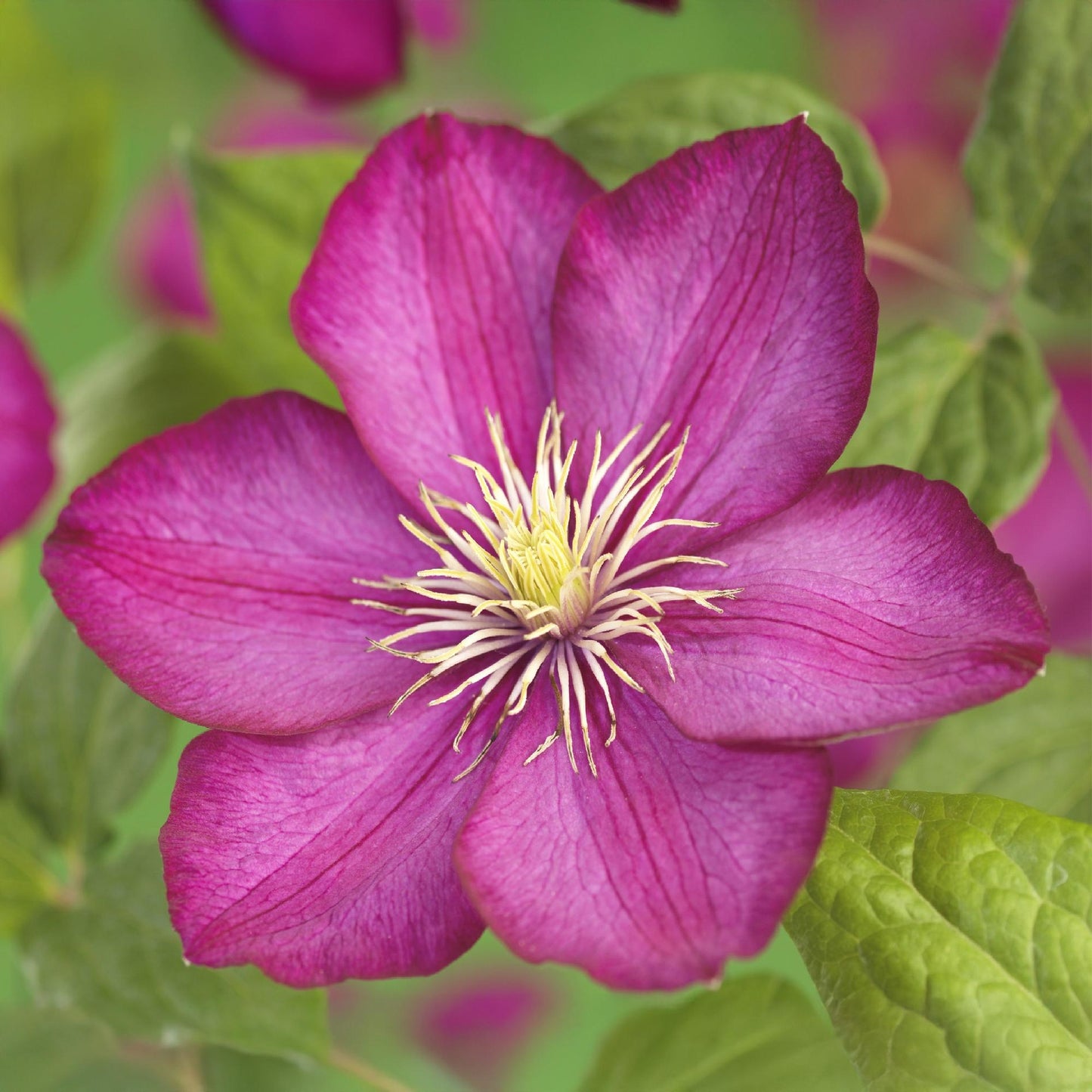 🌸 Clematis ‘Ville de Lyon’ – Klimplant (2 Stuks)