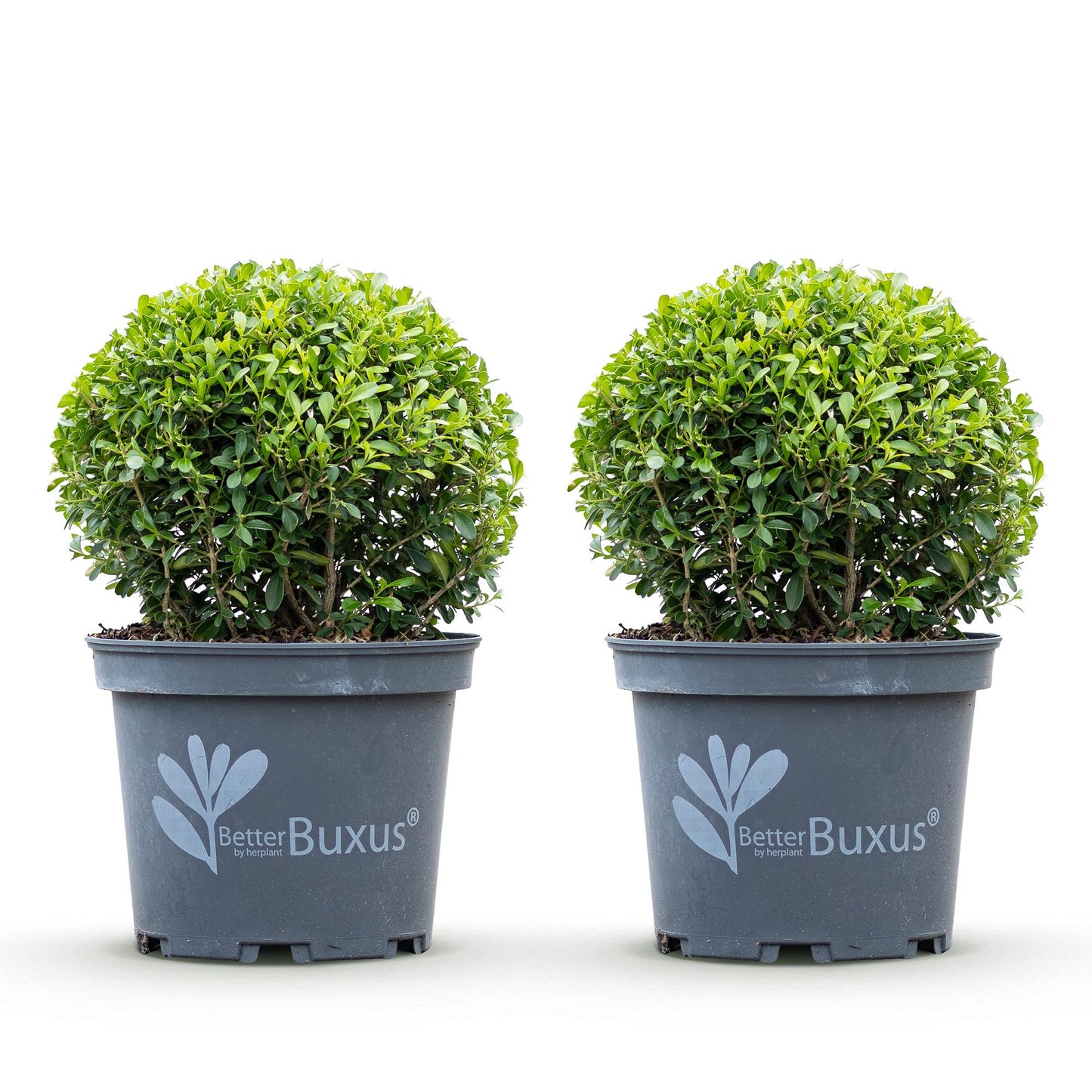 🌿 BetterBuxus ‘Skylight’ | Sterke Buxus Bol (2 Stuks)