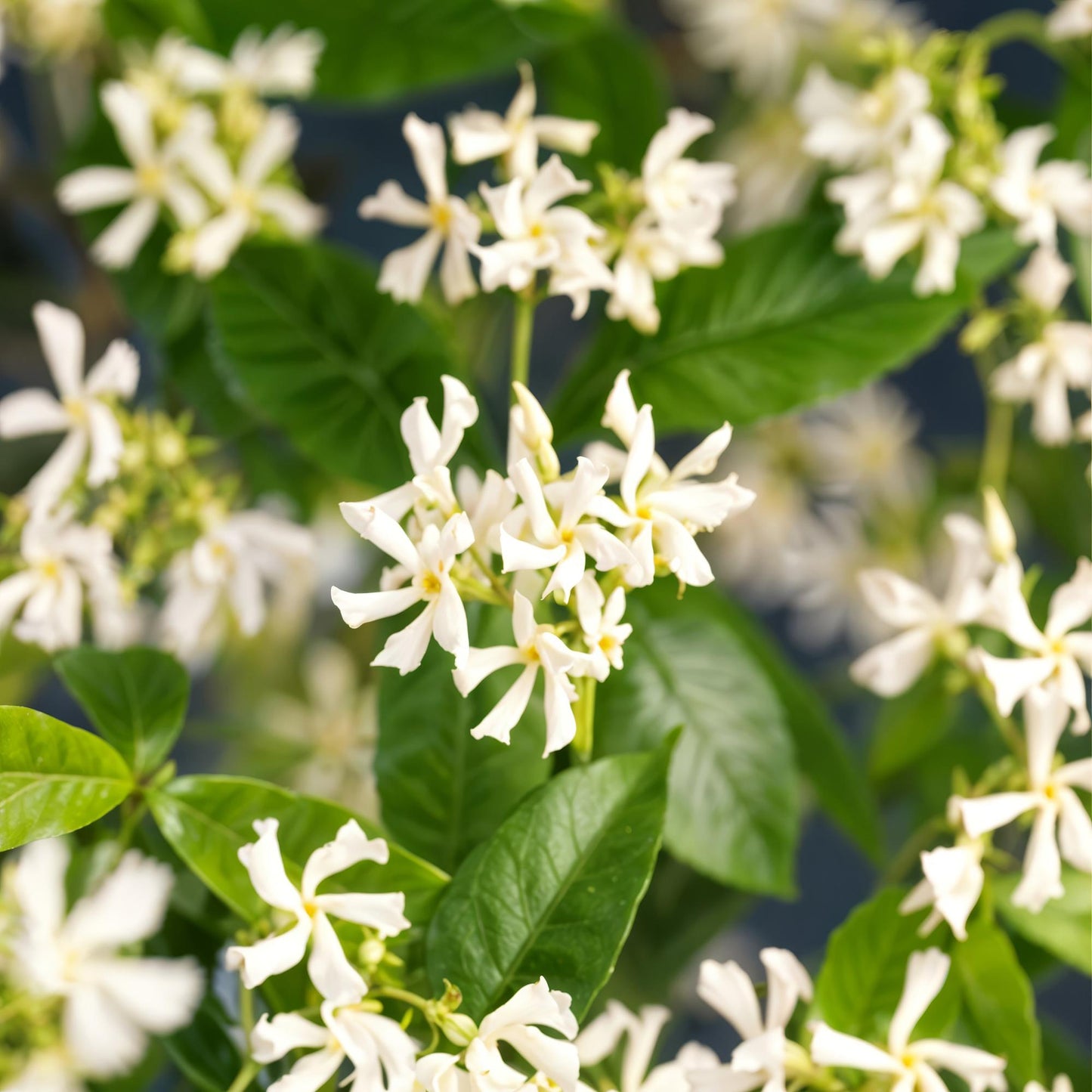 🌸 Trachelospermum jasminoides – Toscaanse Jasmijn (2 stuks)