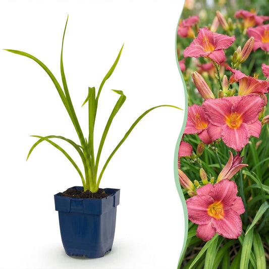 🌿 Hemerocallis 'Summer Wine' – Paarse Daglelie | 3 stuks