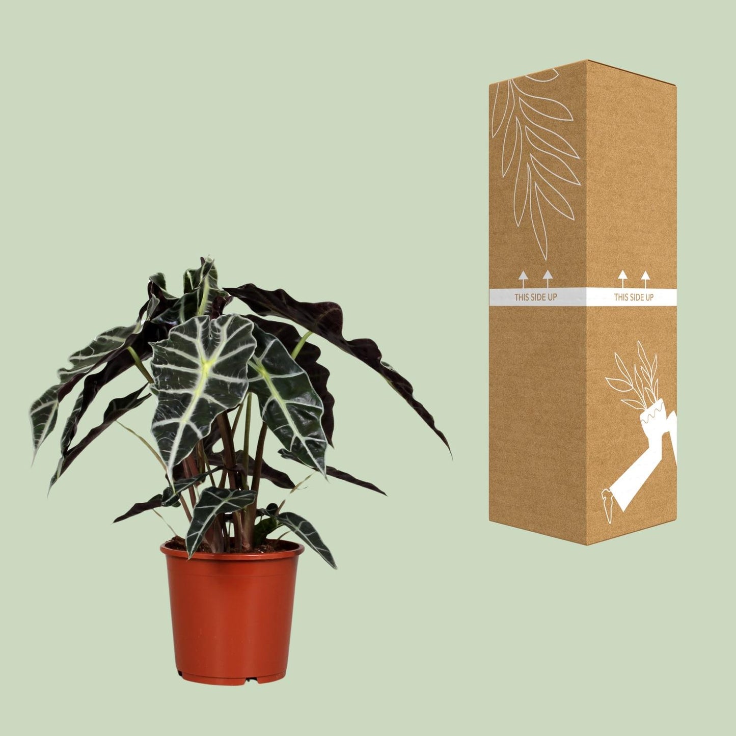 🌿 Alocasia Polly | Compacte Olifantsoor Kamerplant