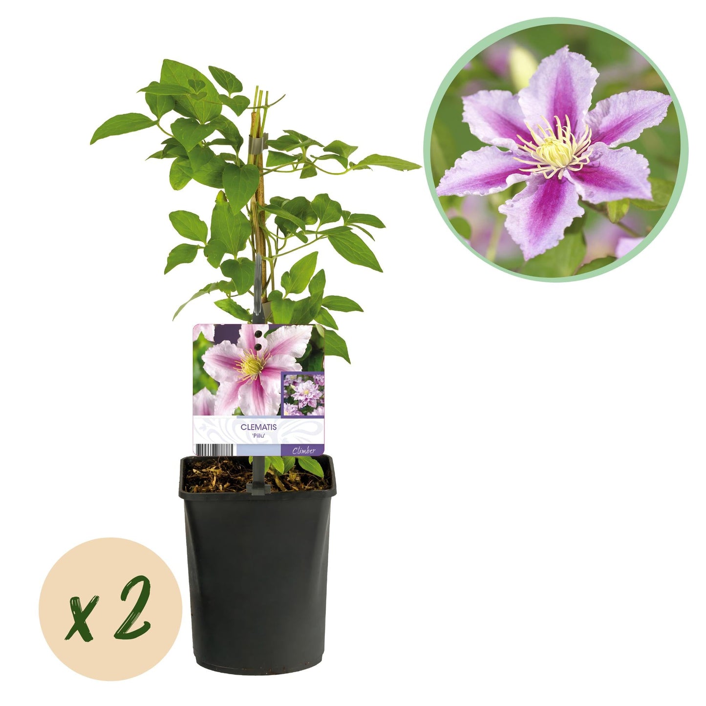🌸 Clematis ‘Piilu’ – Klimplant (2 Stuks)