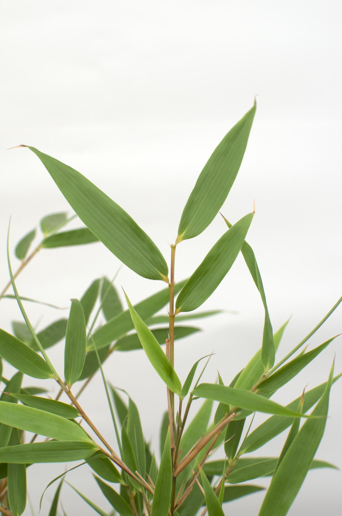 🎋 Fargesia rufa – Winterharde Niet-woekerende Bamboe