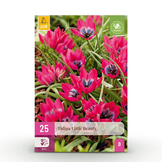 🌷✨ Tulp Little Beauty – Donkerroze Dwergtulp | (25 stuks)