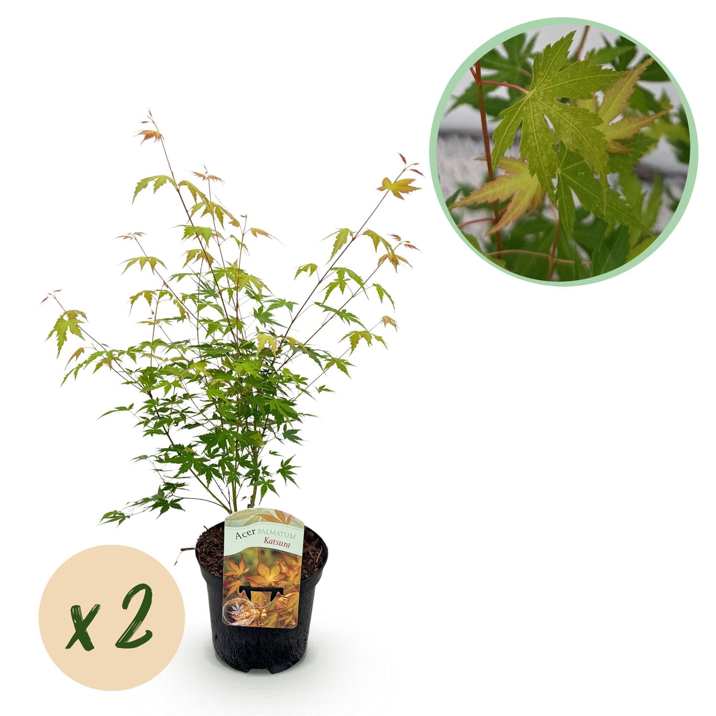 🌳 Acer palmatum ‘Katsura’ – Japanse Esdoorn (2 Stuks)