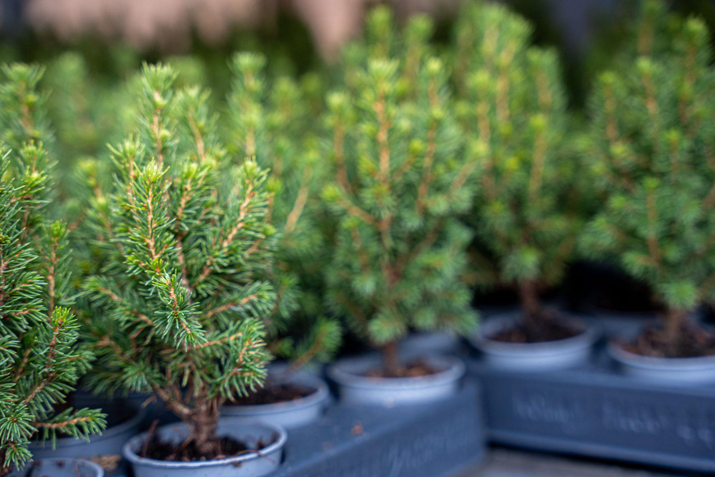 🌲 Picea glauca ‘Perfecta’ kopen | Compacte Dwergspar (3 Stuks)