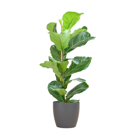 🌿 Ficus Lyrata – Vioolbladplant met Viber Pot Grijs