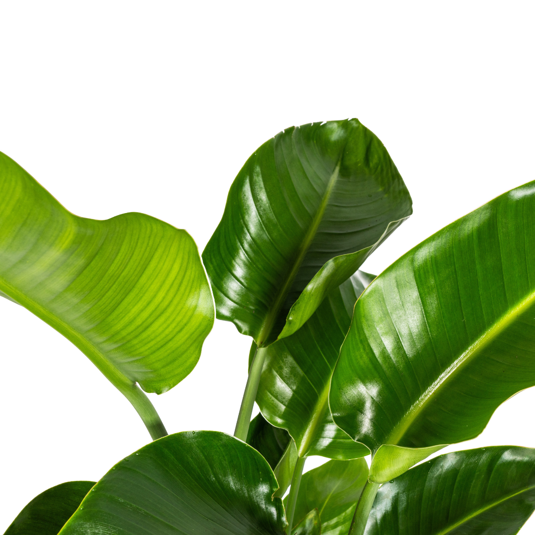 🌴 Strelitzia Nicolai XL Paradijsvogelplant