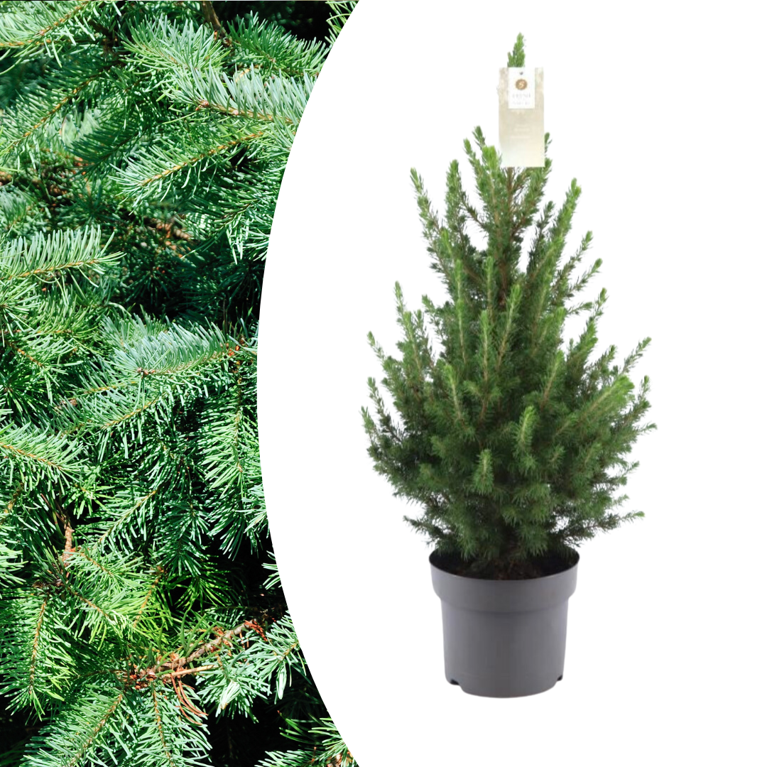 🎄 Picea glauca ‘Conica’ | Wintergroene Tuinplant