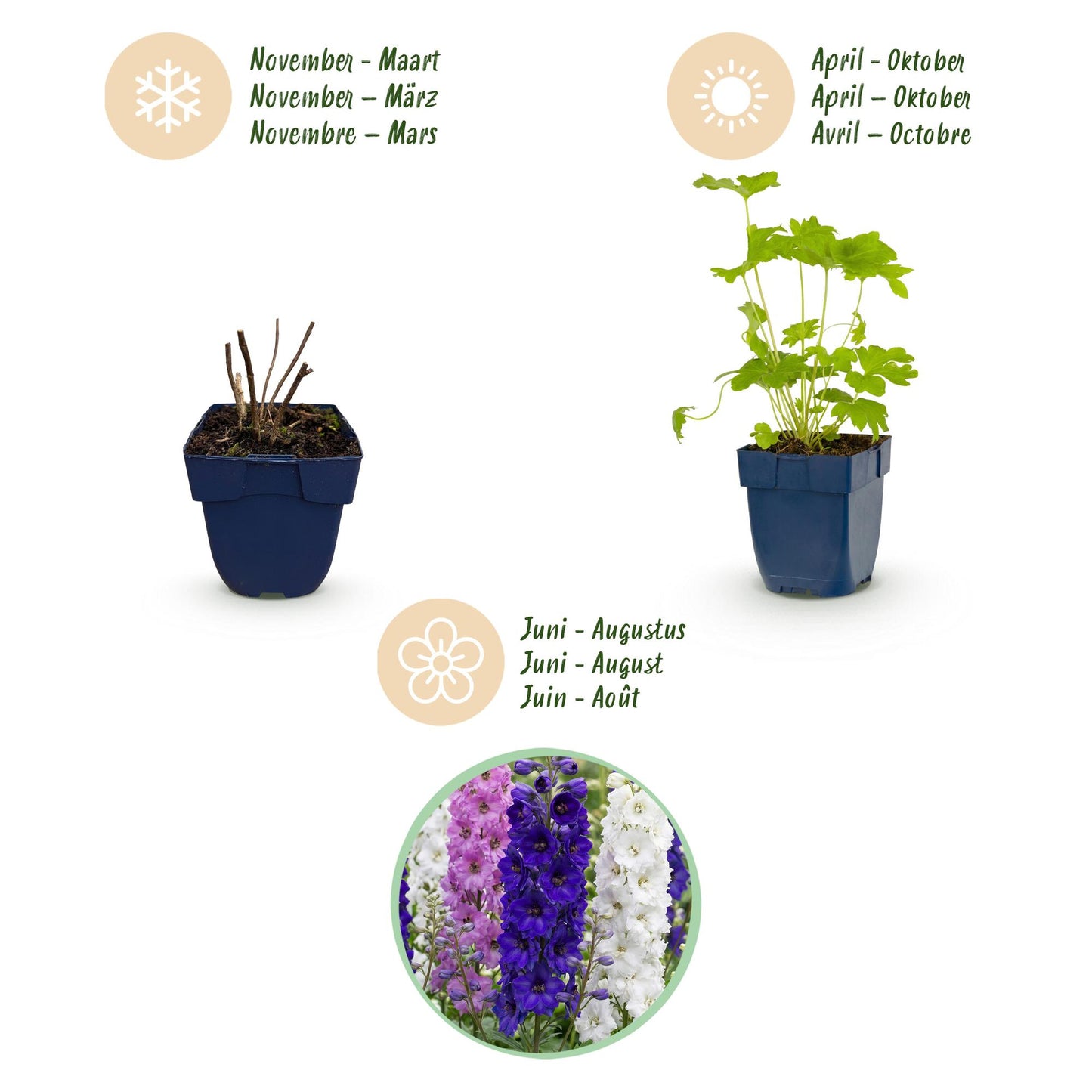 🌿 Delphinium (Pacific) 'Black Knight' – Ridderspoor | 3 stuks