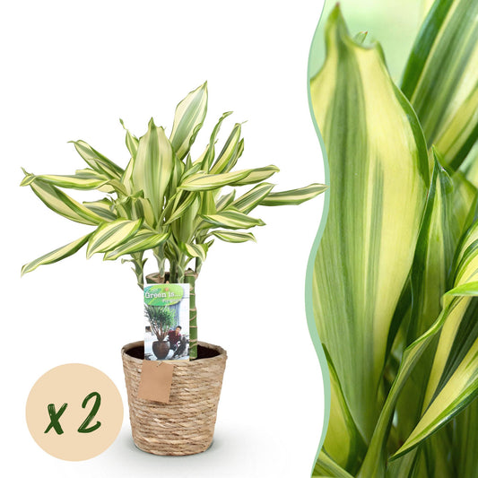 🌿 Dracaena Diamond Dream | Makkelijke Kamerplant met Mand