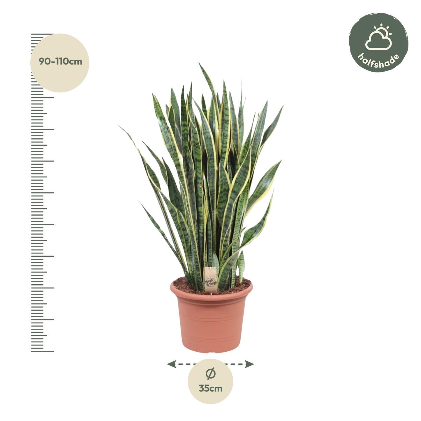 🌿 Sansevieria Laurentii Sterke Kamerplant (Vrouwentong)