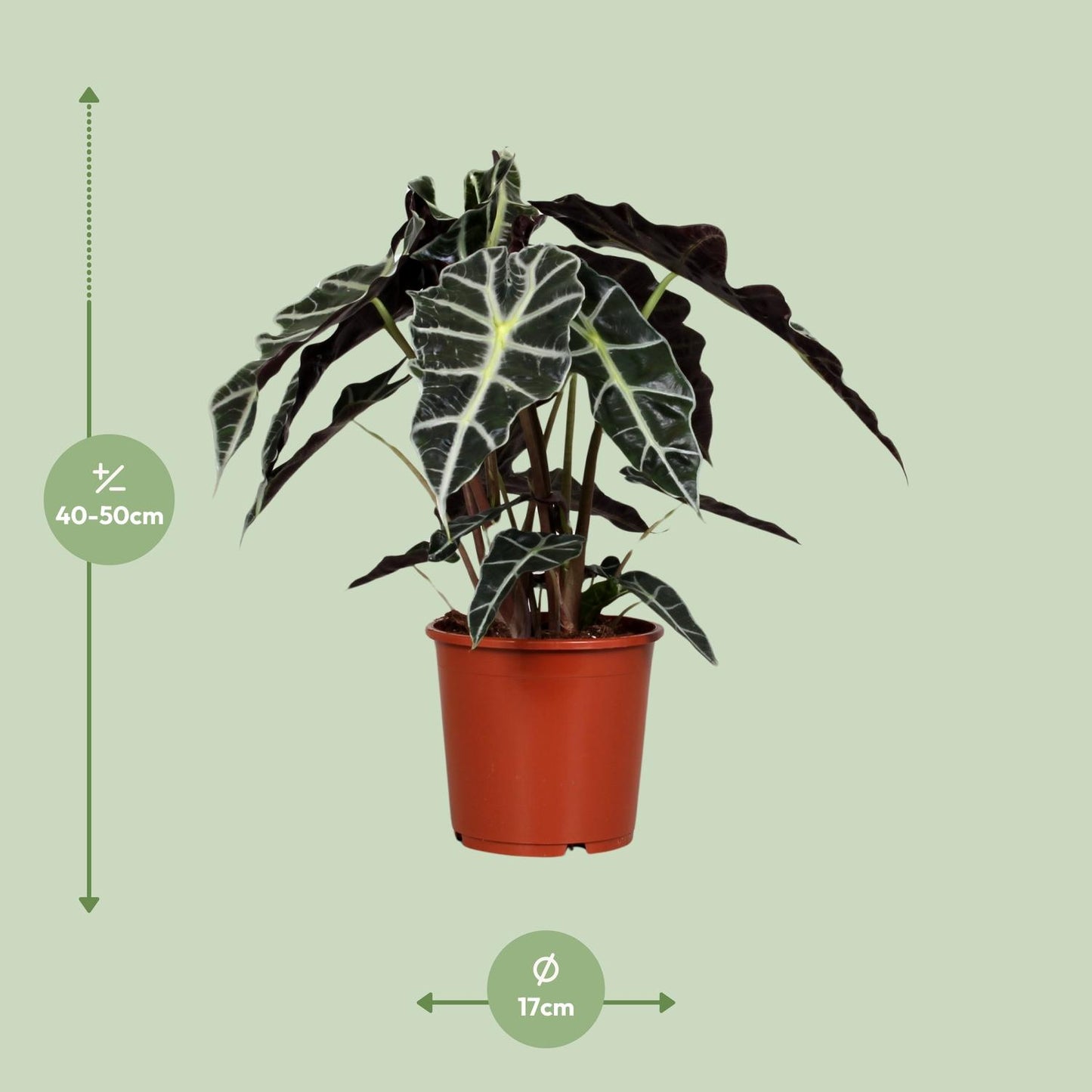 🌿 Alocasia Polly | Compacte Olifantsoor Kamerplant