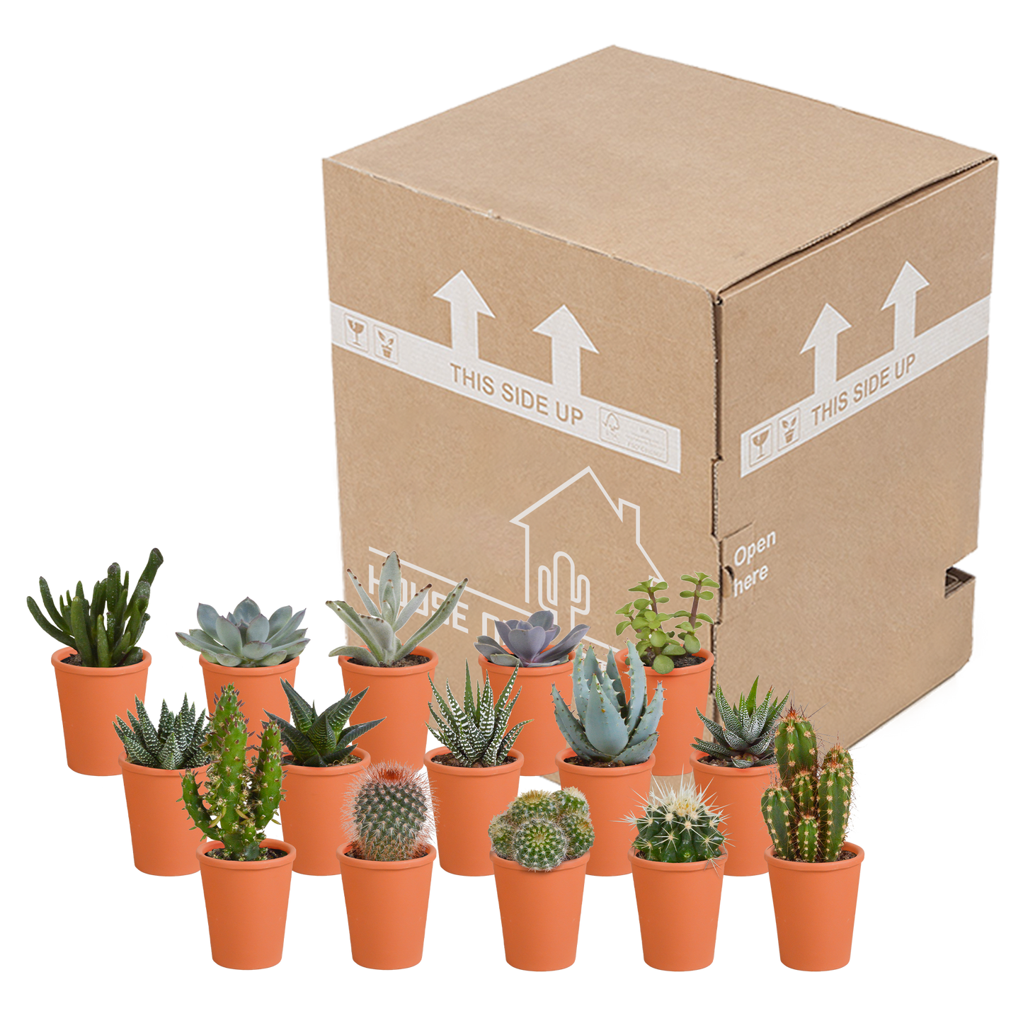 🌵 Cactus & Vetplanten Mix  In terracotta pot – (15 stuks)
