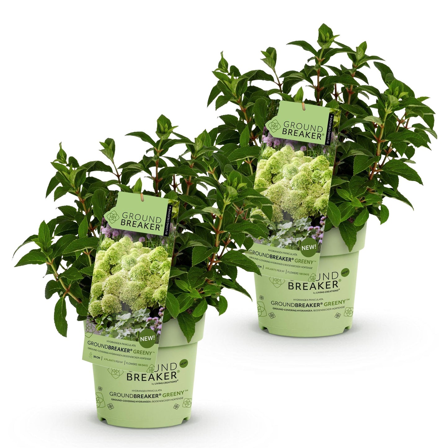 🌸 Hydrangea paniculata ‘Groundbreaker® Greeny’ | Pluimhortensia (2 Stuks)