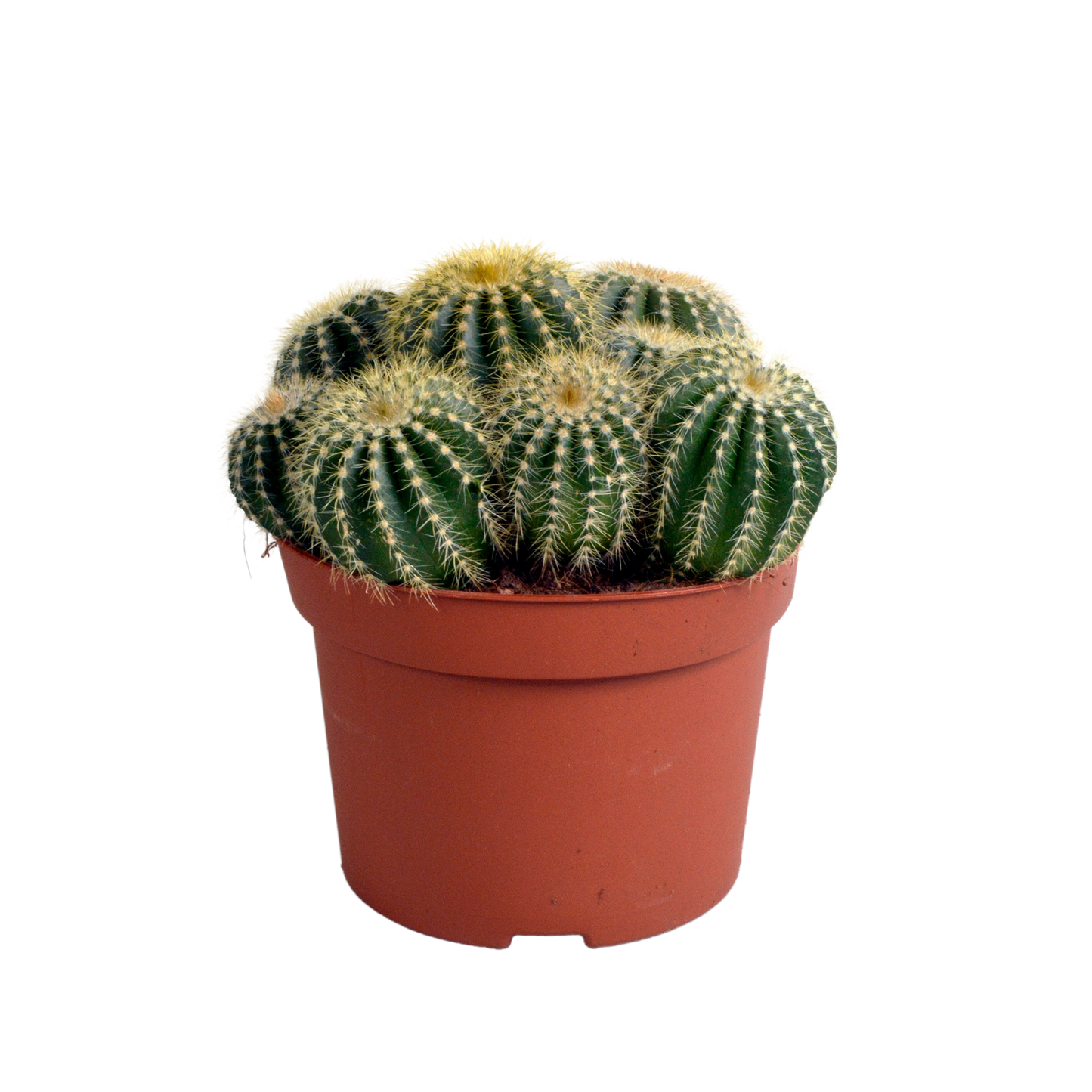 🌵 Eriocactus warasii – Unieke Bolcactus
