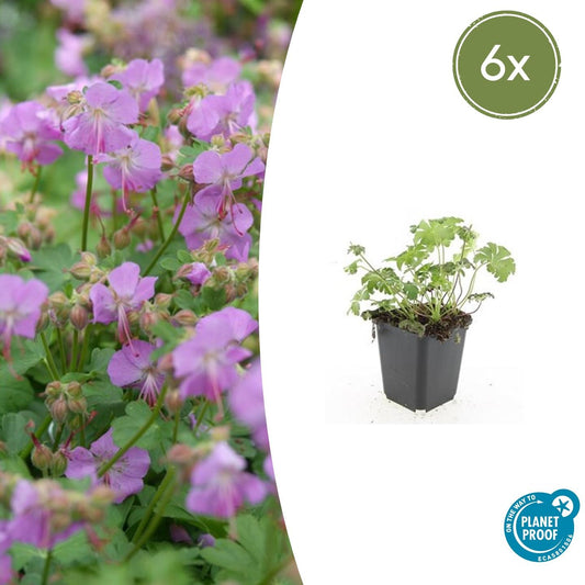 🌸 Geranium ‘Cambridge’ – Winterharde Bloeiende Bodembedekker (6 stuks)