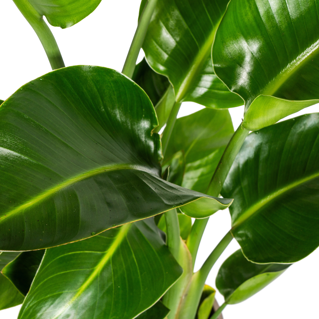 🌴 Strelitzia Nicolai XL Paradijsvogelplant
